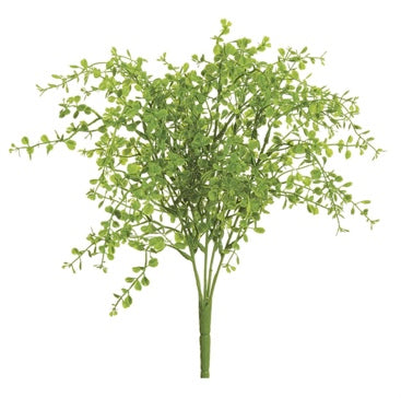 Fern Bush