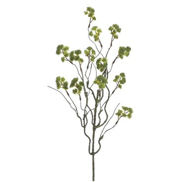 Irish Moss Spray