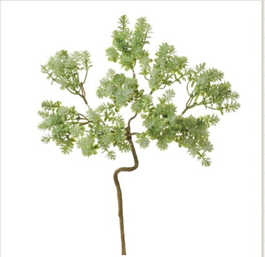 Sedum Spray  Green