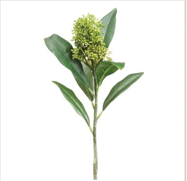 Skimmia Spray  Green