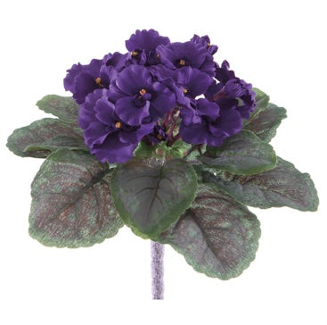 Violet Bush